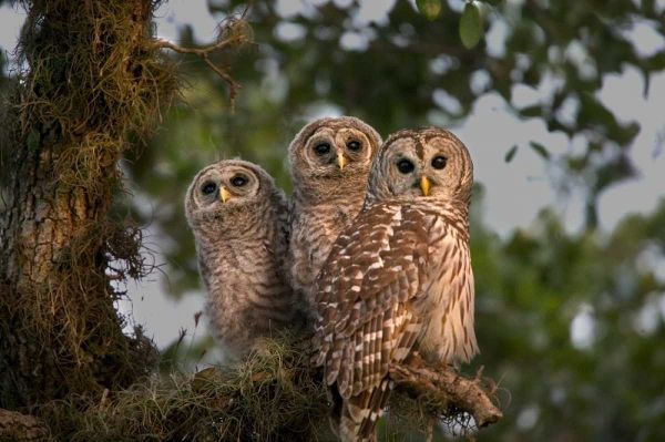 Florida, Viera Wetlands Barred owls in tree